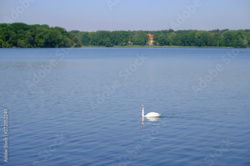 View on a lake with blue water and white swan. © Elena Krivorotova