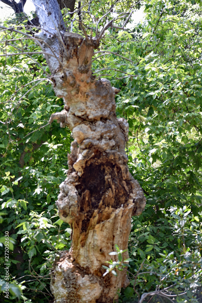 Naklejka premium Termite Infested Tree