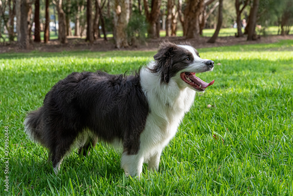 border collie dog posing and waiting for a command