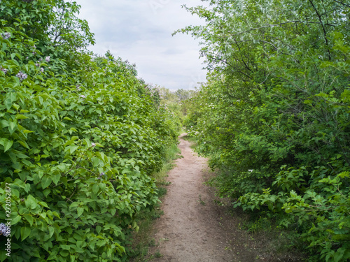 Winding footpath through green forest of deciduous trees