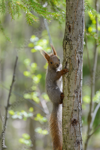 Young gray squirrel on a tree in the forest. © a_mikhail