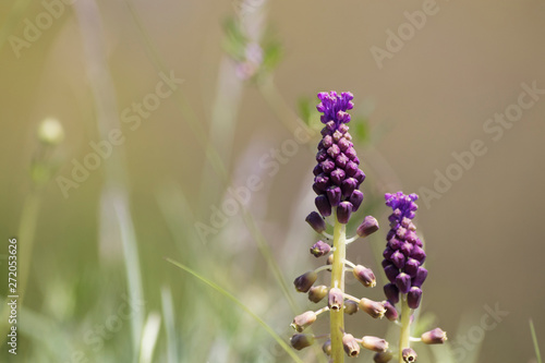 Leopoldia comosa purple flower full of details