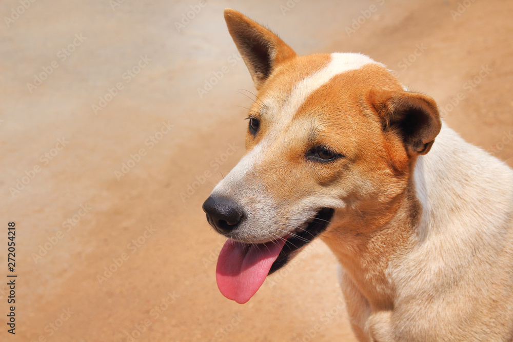 Single young asian brown and white dog head with smiling face and tongue out from mouth on sand background at temple Single young asian brown and white dog head with smiling face and tongue out from mouth on sand background at temple