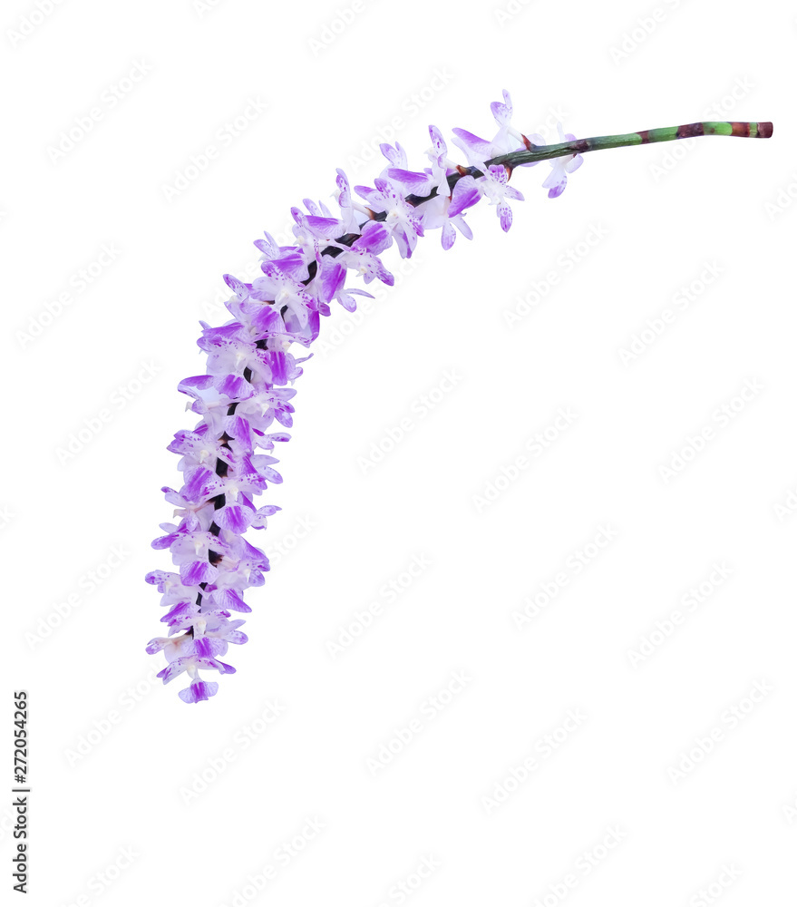 Bunch of sweet white orchid with purple color patterns blooming , nature ornamental rhynchostylis gigantea flowers , green stem branch isolated on white background  clipping path