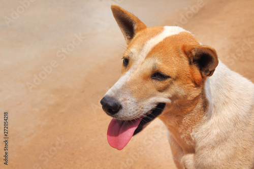 Single young asian brown and white dog  head with smiling face and tongue out from mouth on sand background at temple