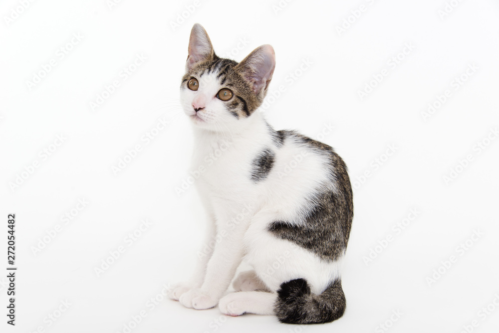 Obraz premium 座ってこちら向く猫