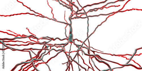 Pyramidal neuron, human brain cell, 3D illustration. Human nervous system