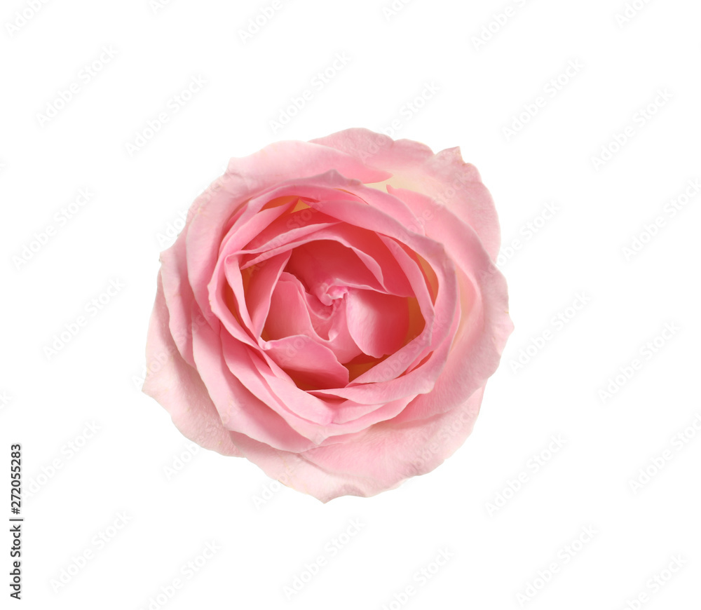 Beautiful blooming pink rose on white background, top view Beautiful blooming pink rose on white background, top view