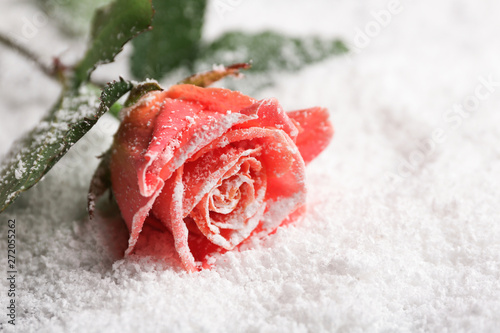 Beautiful rose on snow, space for text photo