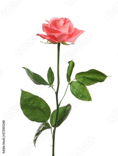 Beautiful blooming pink rose on white background