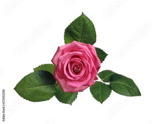 Beautiful blooming pink rose on white background, top view