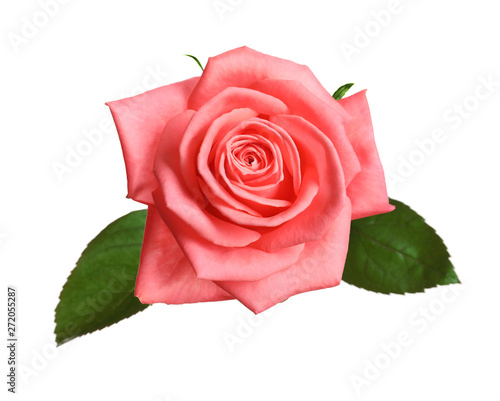 Beautiful blooming pink rose on white background  top view