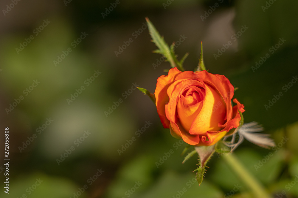 Rose Bud