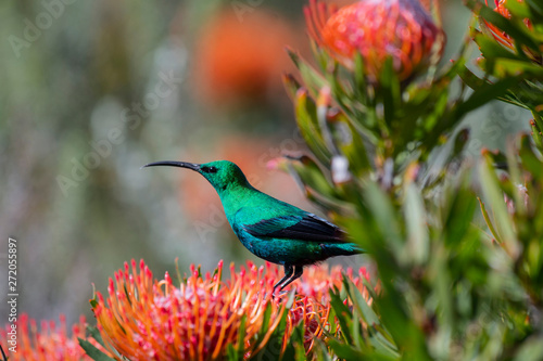 Malachite sunbird Nectarinia famosa sitting on orange pincushion protea photo