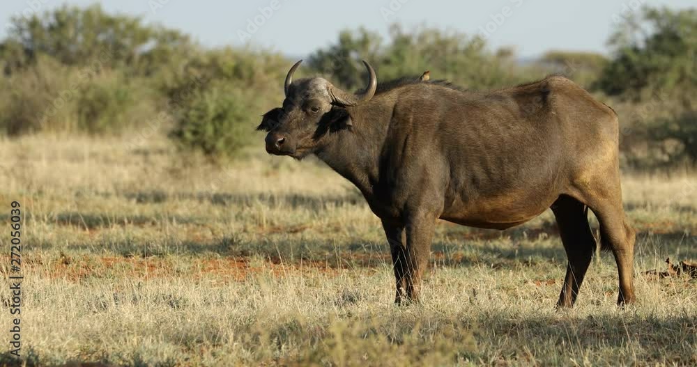 African buffalo (Syncerus caffer) with oxpecker bird, Mokala National Park, South Africa African buffalo (Syncerus caffer) with oxpecker bird, Mokala National Park, South Africa