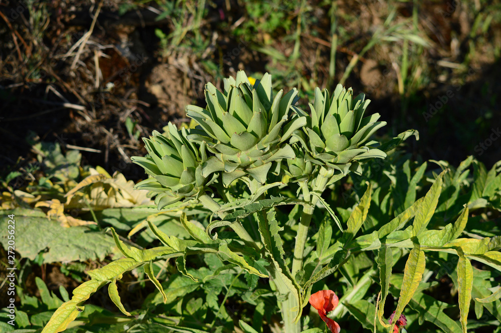 Close-up of Beautiful Artichokes, Globe Artichoke, Nature Close-up of Beautiful Artichokes, Globe Artichoke, Nature