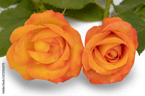 Yellow roses with leafs on white background.