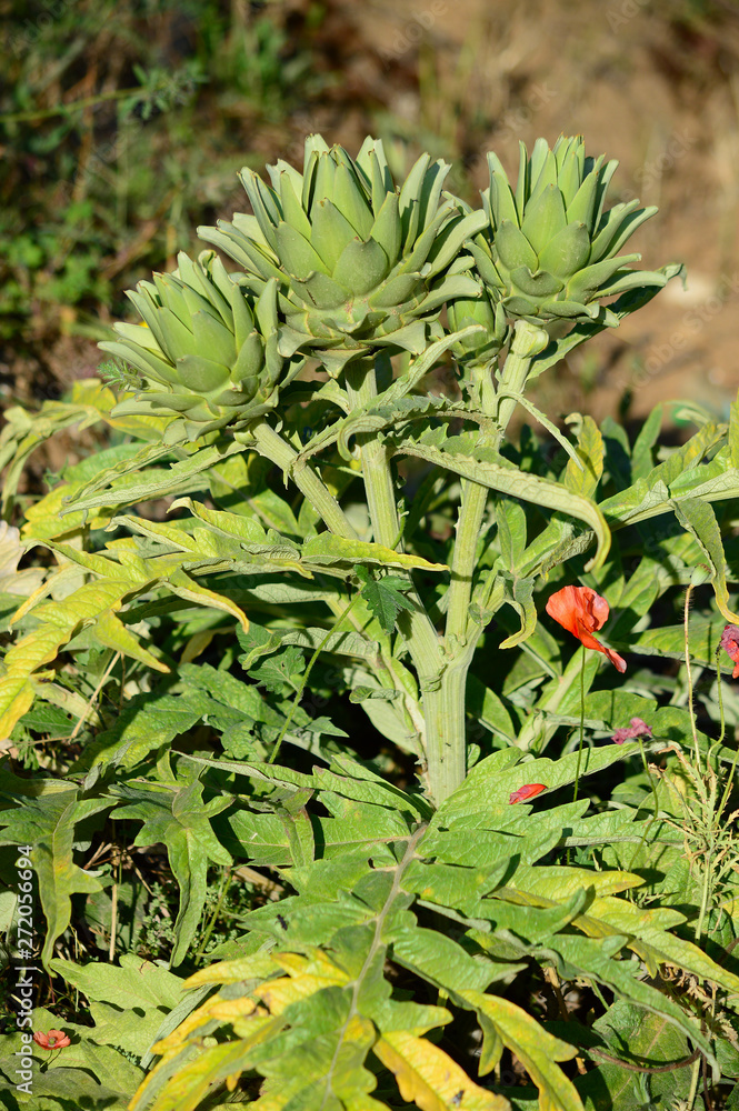 Obraz premium Close-up of Beautiful Artichokes, Globe Artichoke, Nature