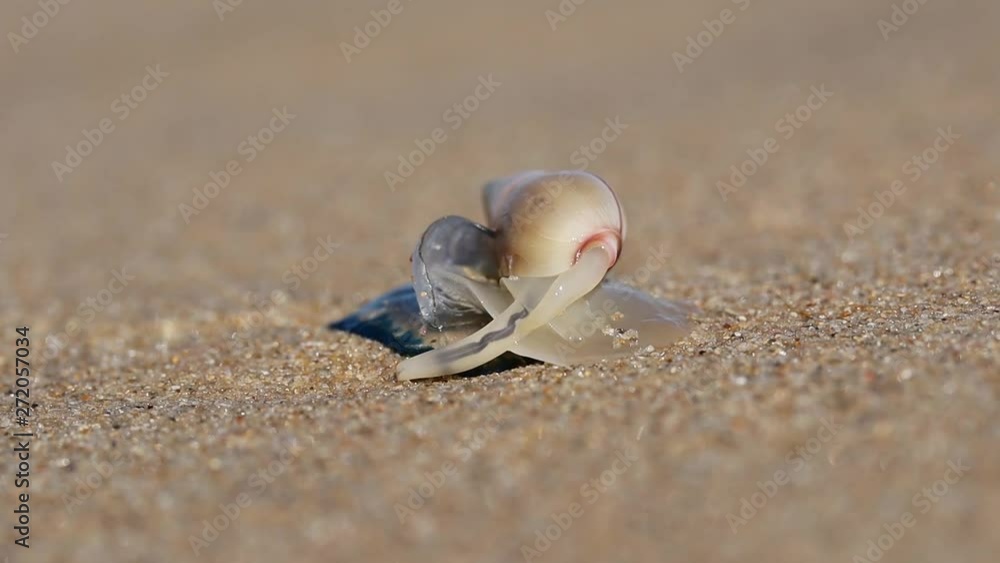 Plough snail (Bulliua digitalis), a species of sea snail, predating on a blue bottle, South Africa Plough snail (Bulliua digitalis), a species of sea snail, predating on a blue bottle, South Africa