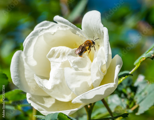 Closeup of a White Rose and Bee on a Summer Day