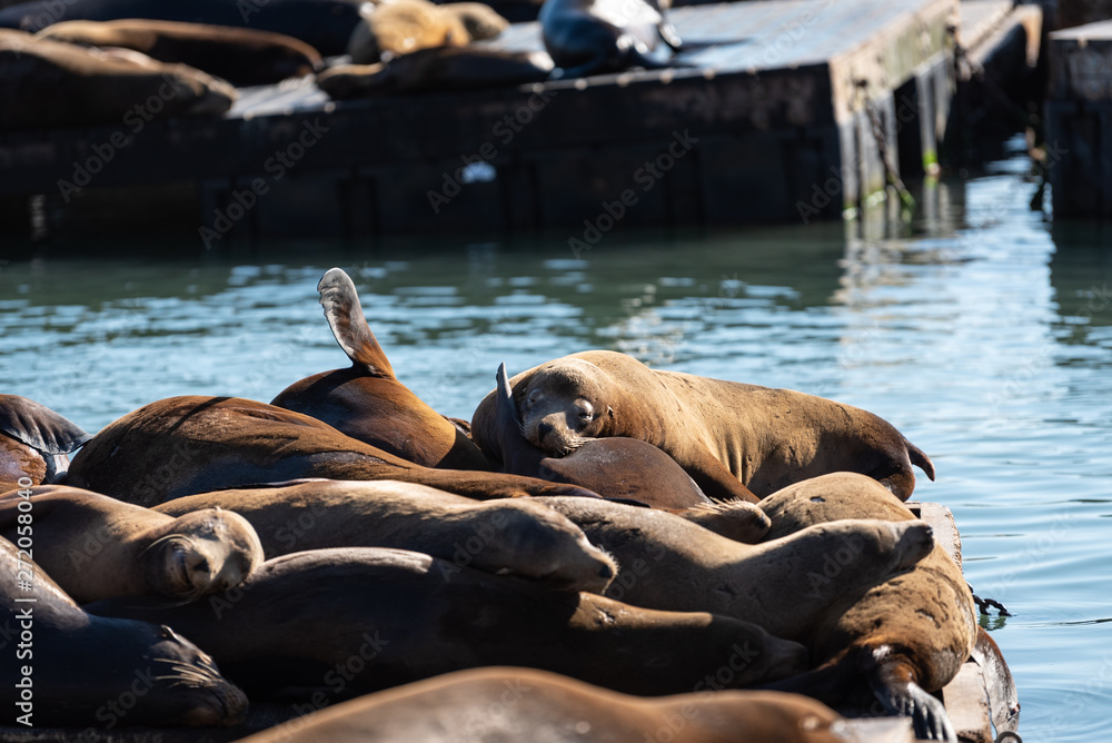 Fototapeta premium Sea lions sleeping