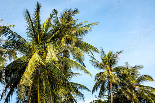 Palm Tree at a Beach on a Summer Day