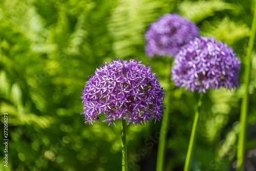 Fototapeta Naklejka Na Ścianę i Meble -  Purple Allium Gigantic In a Garden with Green Background