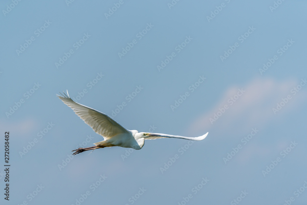Obraz premium Great White Egret Flying Over a Wetland in Latvia