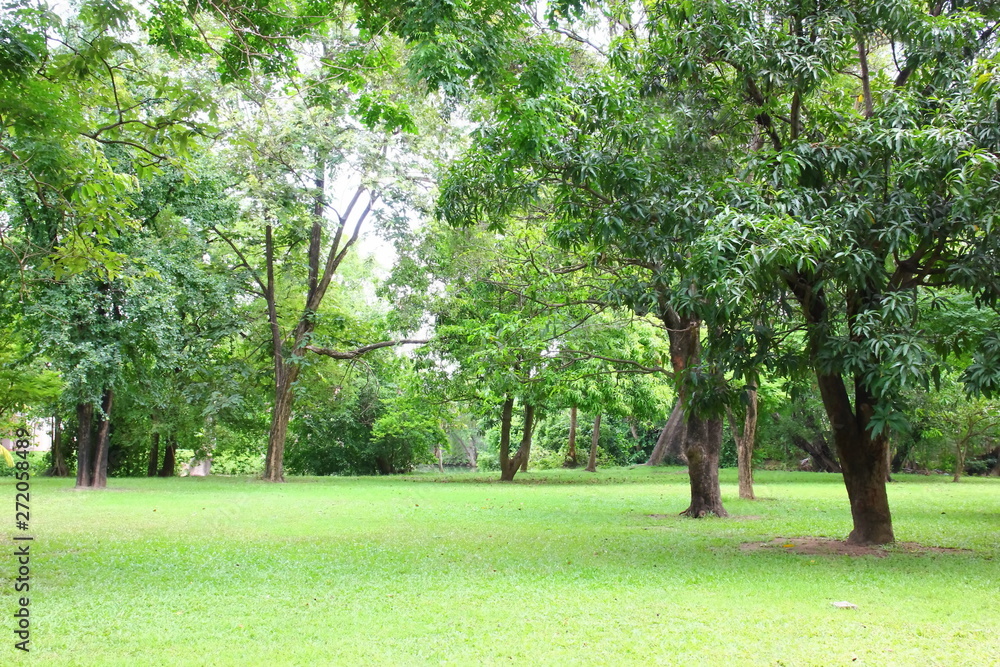 Obraz premium fresh air in park.green area create a good environment in the city for people to have outdoor activities.