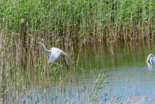 Great White Egret Flying in a Wetland in Latvia