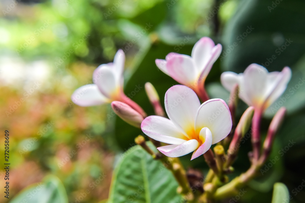 Fototapeta premium Beauty of white plumeria in garden