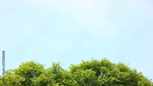 tree with blue sky .