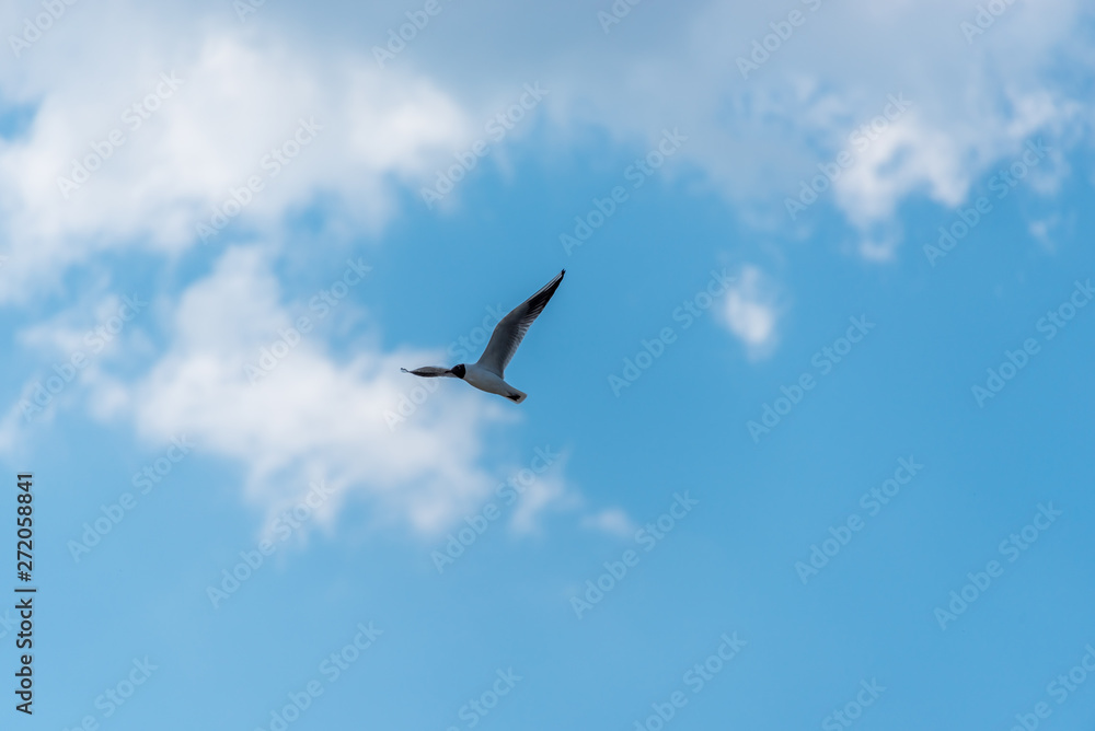 Black Headed Seagull Flying in a Bright Partly Cloudy Sky