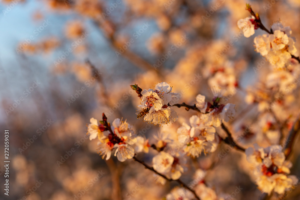 Apricot blooming at sunset. Spring changes in plant life. White flowers of fruit tree.