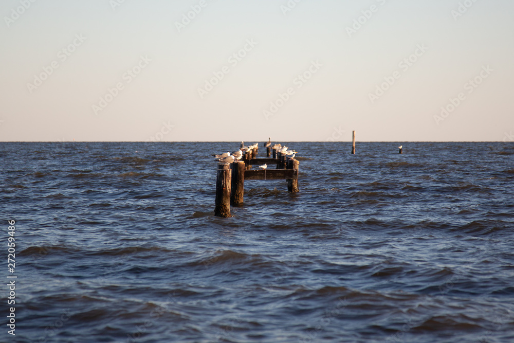 Seagulls on pier