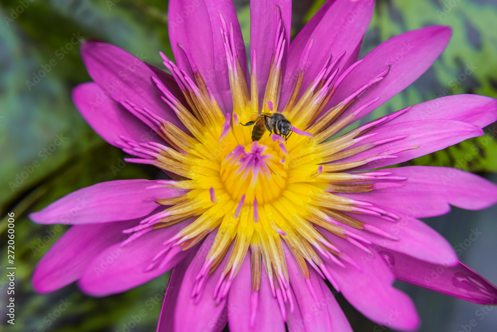 Close-up image of bee sucking sweet water on lotus flower in garden Close-up image of bee sucking sweet water on lotus flower in garden