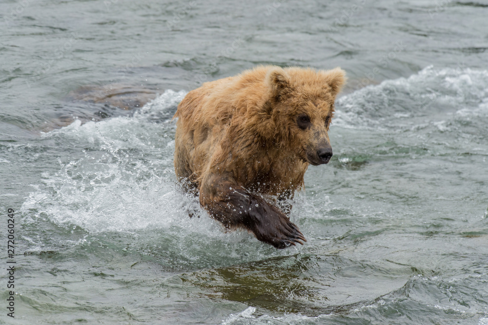 Grizzly d'Alaska dans le parc de Katmai Grizzly d'Alaska dans le parc de Katmai