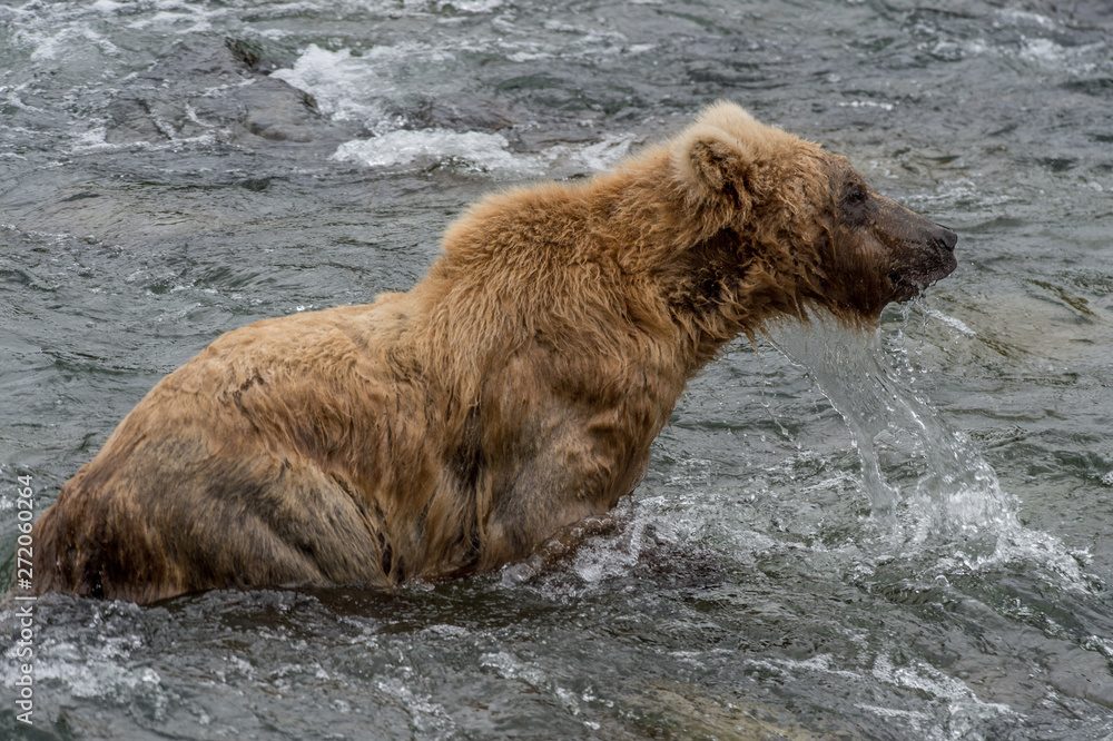 Fototapeta premium Grizzly d'Alaska dans le parc de Katmai