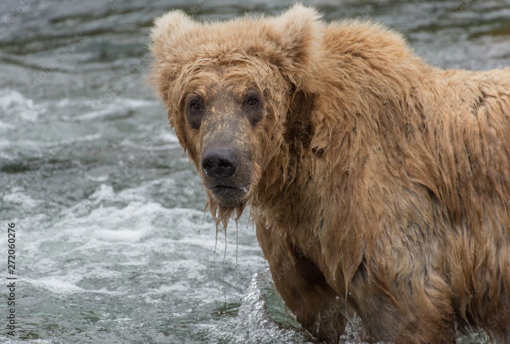Grizzly d'Alaska dans le parc de Katmai Grizzly d'Alaska dans le parc de Katmai