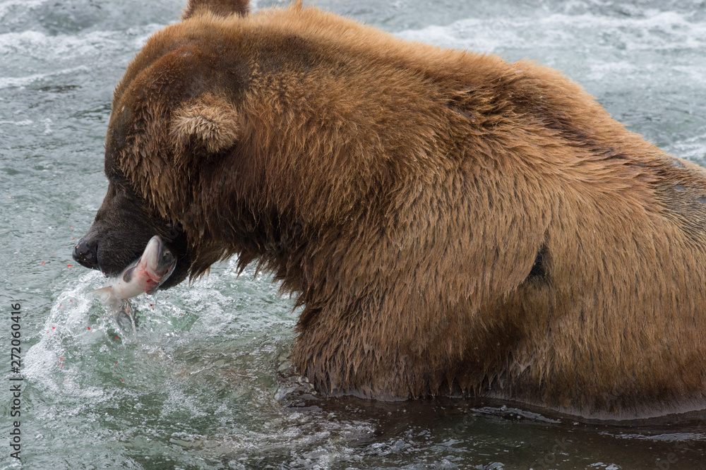 Grizzly d'Alaska dans le parc de Katmai Grizzly d'Alaska dans le parc de Katmai