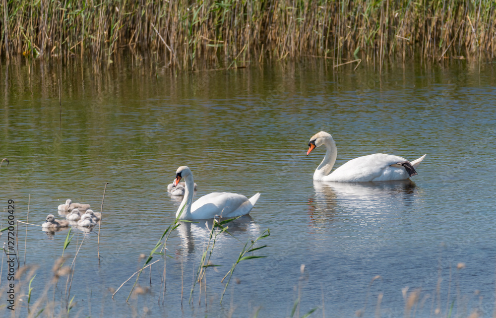 Swan with Babies in a Lake in a Wetland in Latvia Swan with Babies in a Lake in a Wetland in Latvia
