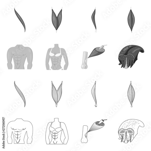 Isolated object of fiber and muscular icon. Set of fiber and body  stock vector illustration.