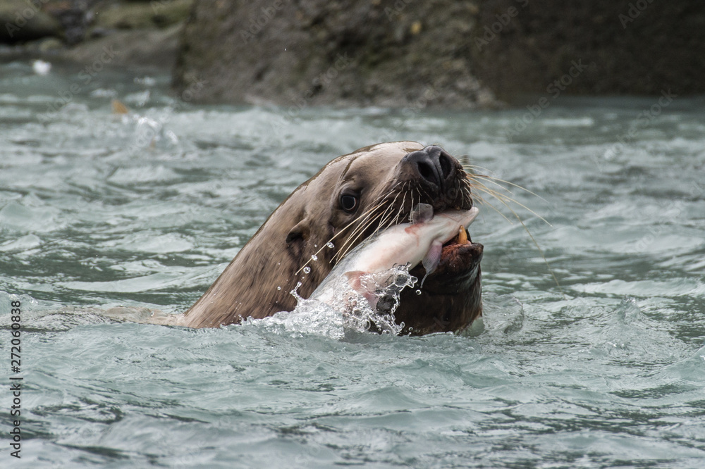 Obraz premium Lions de mer