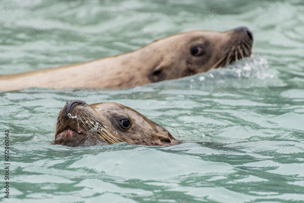 Obraz premium Lions de mer