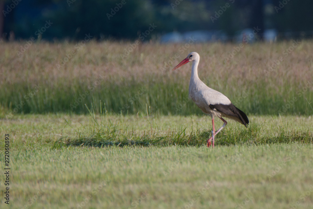 Obraz premium Weißstorch auf Futtersuche auf einer abgemähten Wiese