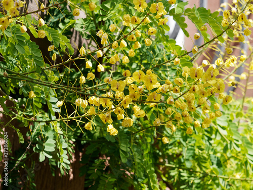 Senna siamea - Kassod tree or Siamese cassia. Close-up of pairs of leaflets with short stalks and large yellow flowers cluster