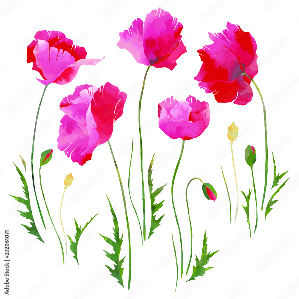 Vector set tith pink poppies . Watercolor effect.