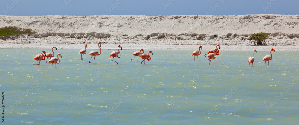 Fototapeta Flamenco rosado o común, Reserva de la Biosfera de Río Lagartos, Estado de Yucatán, Península de Yucatán, México