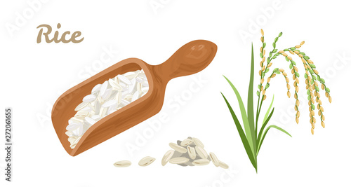 Rice set. Ears of rice, grain in measured wooden scoop isolated on white background. Vector illustration of  healthy cereal in cartoon flat style.