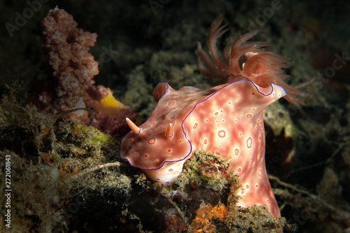 Ceratosoma trilobatum nudibranch. Underwater macro picture from diving in Ambon, Indonesia photo